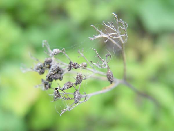 DSC04528